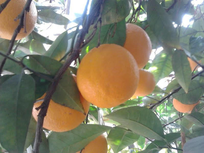 Alojamiento Rural El Valle Dúrcal Εξωτερικό φωτογραφία